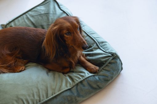 Coussin pour chien Nalino velours