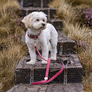 Firenze Vitello Hundeleine aus Leder in pink