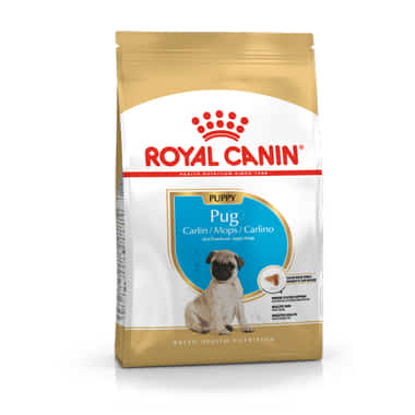 Carlin Puppy