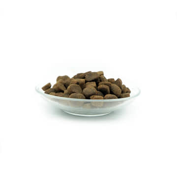 hundebett ebay kleinanzeigen Doctor Bark - orthopdisches Hundebett