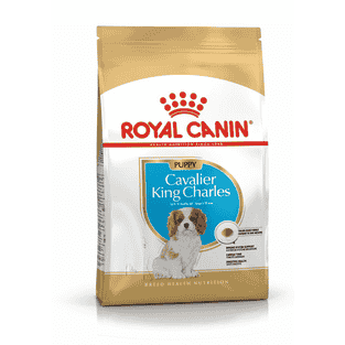 Cavalier King Charles Puppy