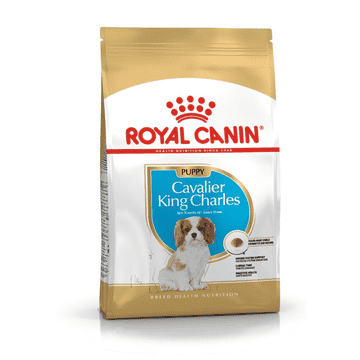 Cavalier King Charles Puppy