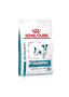 Anallergenic Small Dogs