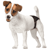 Dog Pants