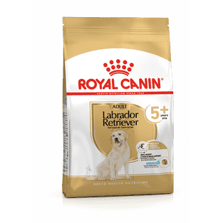 Labrador Retriever 5+