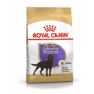 Labrador Retriever Sterilised
