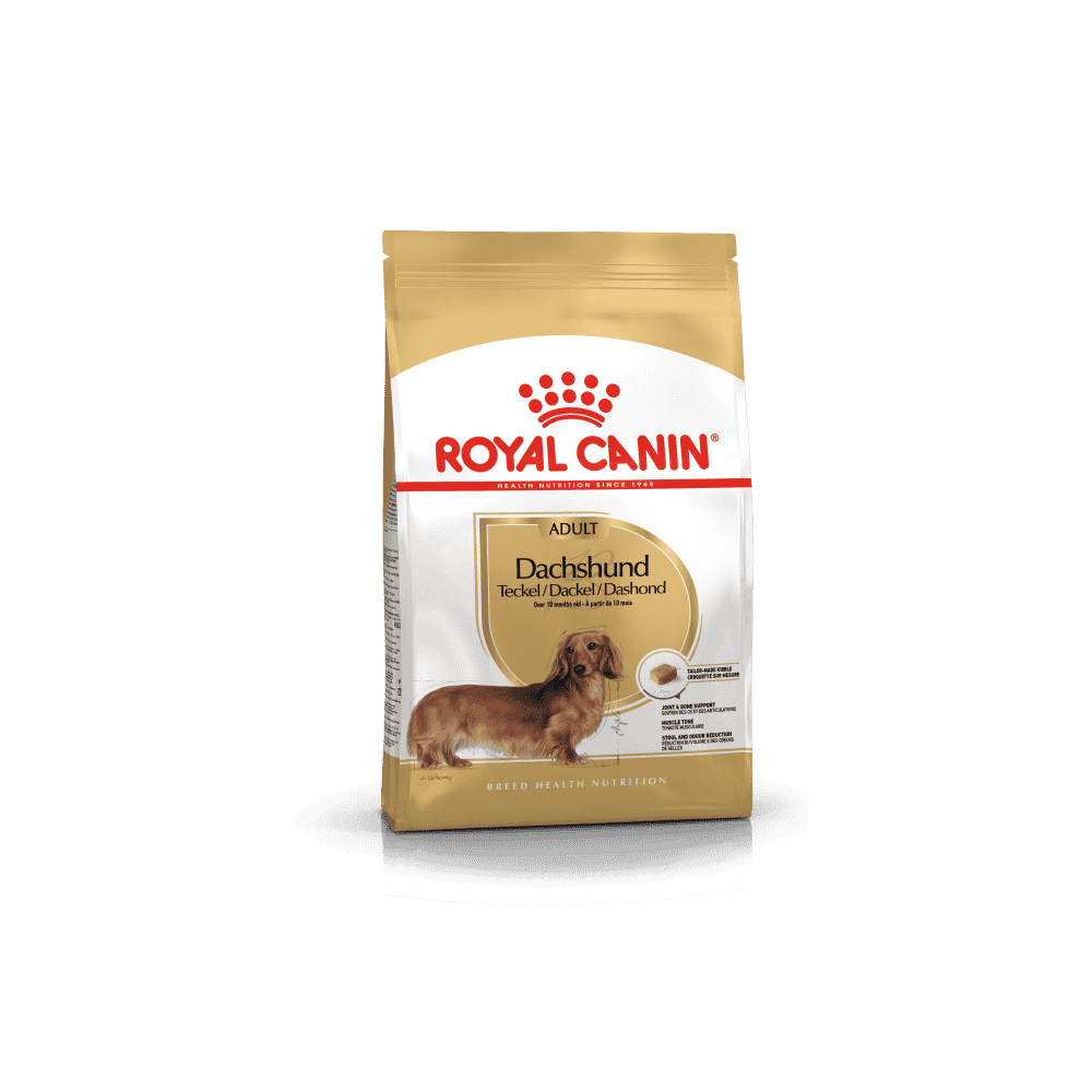 Dachshund