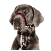 Halti Optifit Headcollar, noir