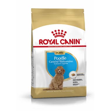 Caniche Puppy