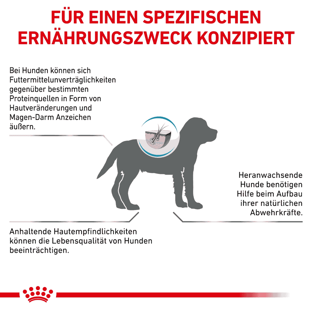 Hypoallergenic Puppy