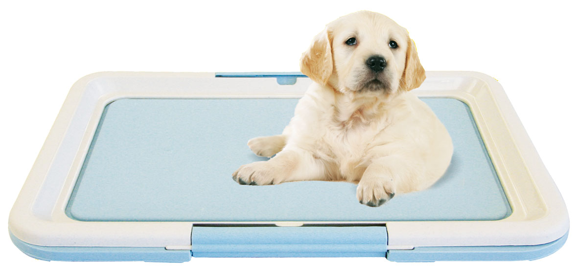 Puppy Toilettes chiots