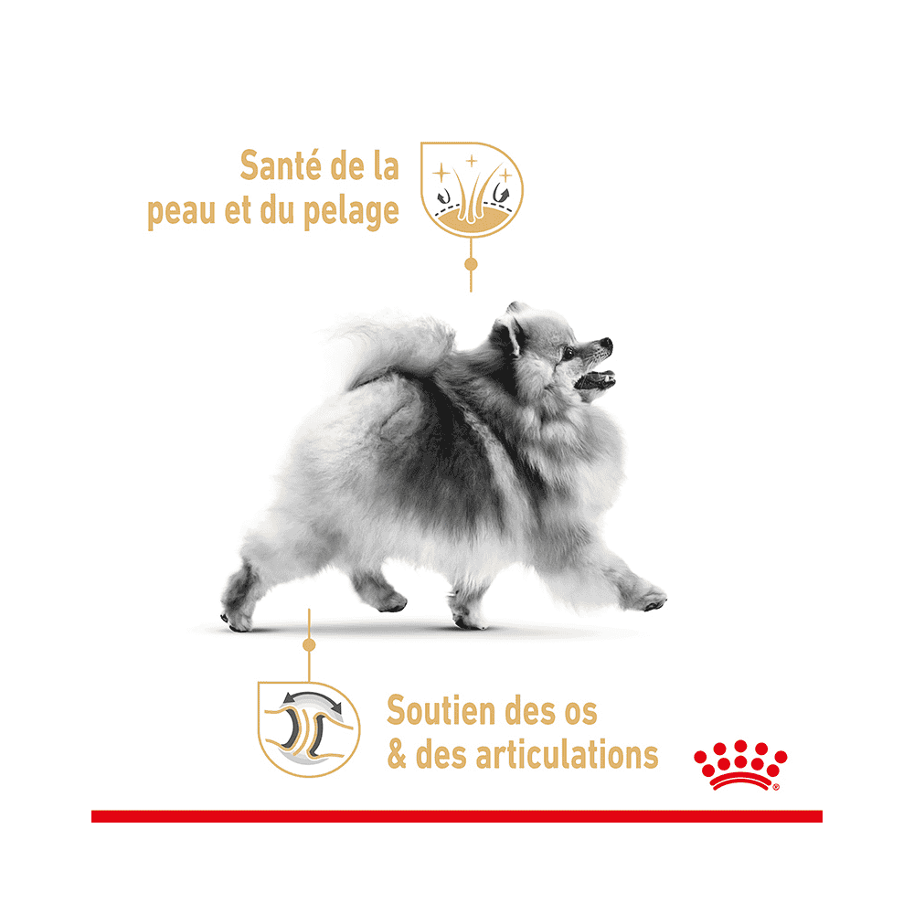 Pomeranian