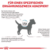 Anallergenic Small Dogs