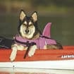 Gilet de sauvetage pour chiens Sharki