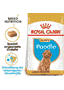 Caniche Puppy