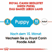 Pudel Puppy
