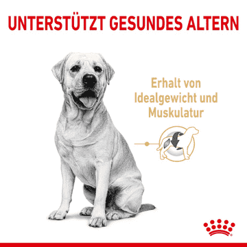 Labrador Retriever 5+