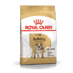 Englische Bulldogge