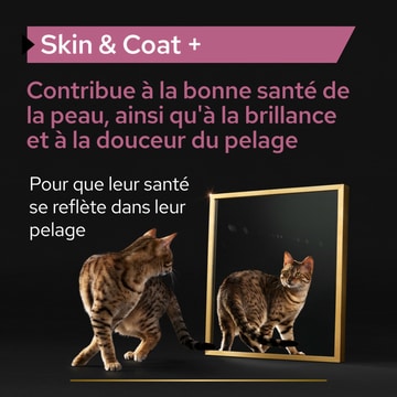 Cat Skin & Coat +