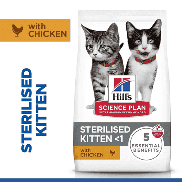 Kitten Sterilized