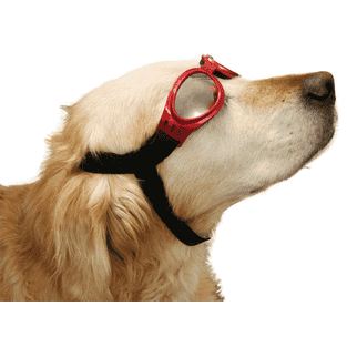 Lunettes de cabriolet et de neige pour chiens