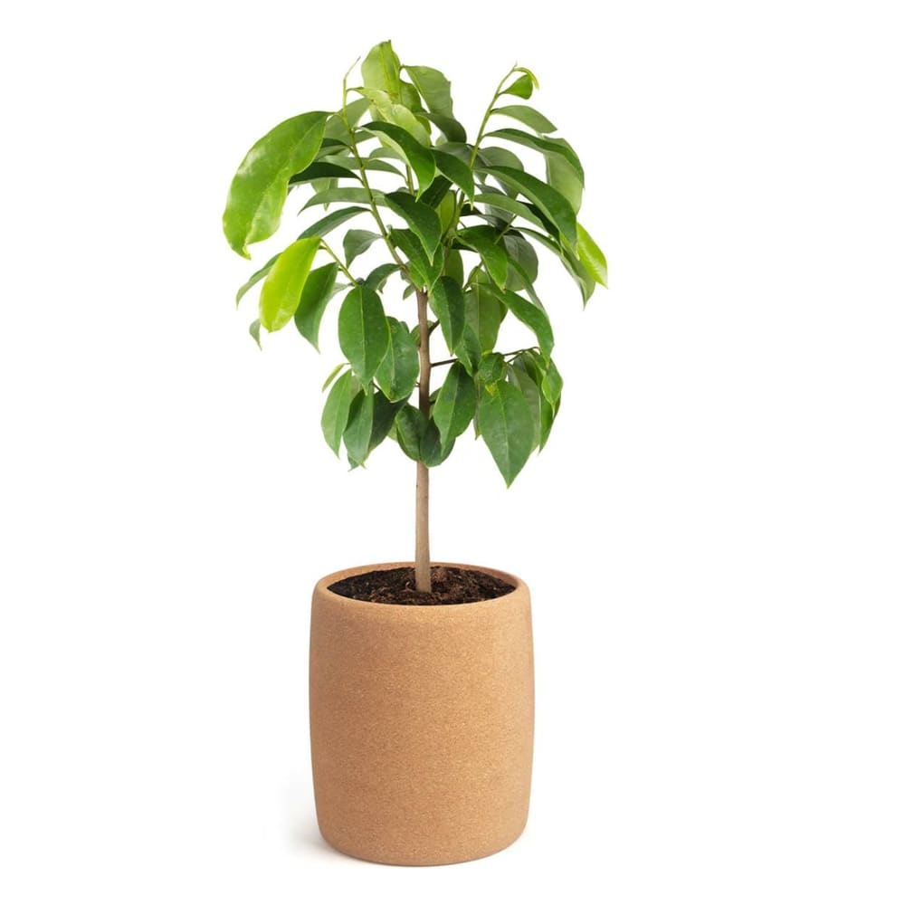 Urne d'arbre