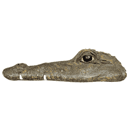 Tête de crocodile flottante