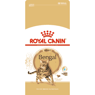 Bengal Adult