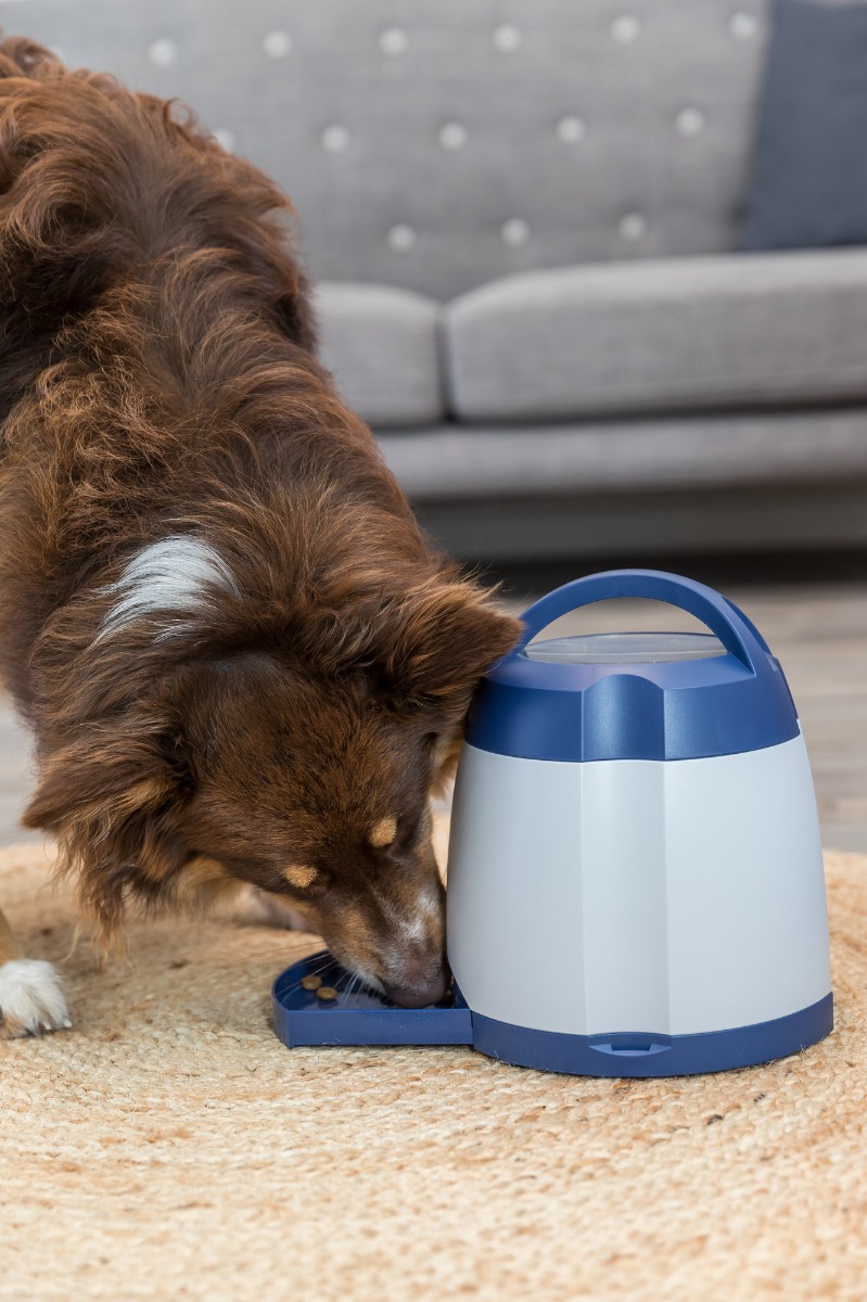 Dog Activity Memory Trainer 3.0