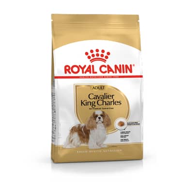 Cavalier King Charles
