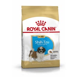 Shih Tzu Puppy