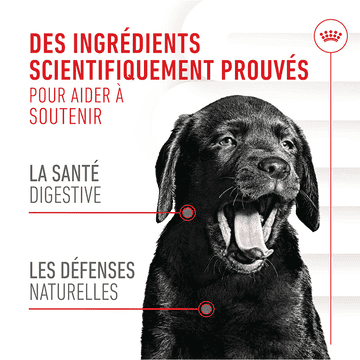 Immunity & Digestion Chews Puppy Supplements