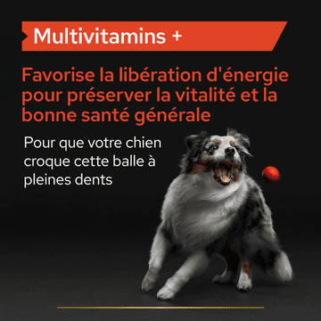 Dog Multivitamins +