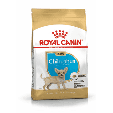 Chihuahua Puppy