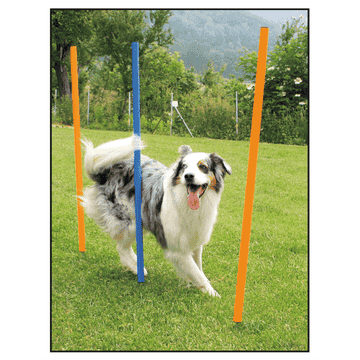 Agility Slalom-Set