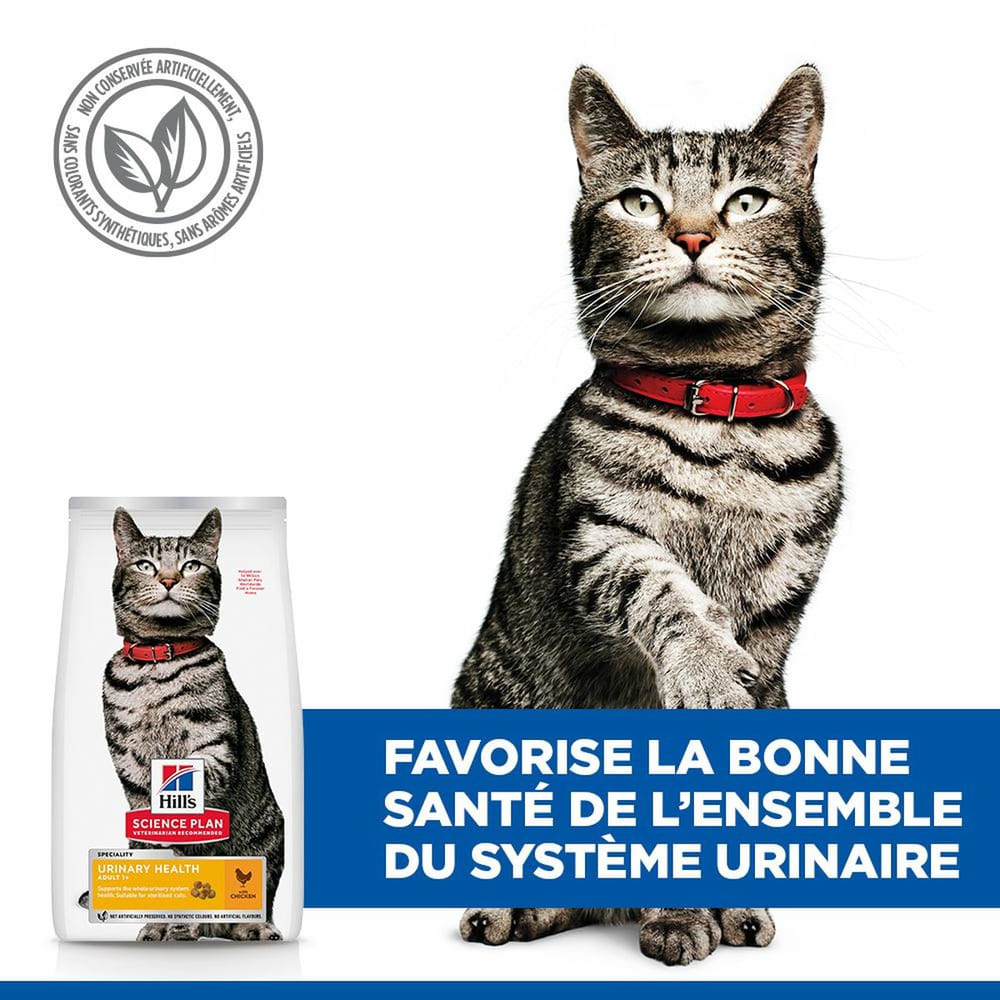 Feline Urinary Health