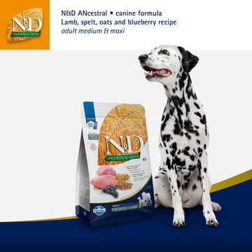 Canine Adult Medium/Maxi Lamm Heidelbeere