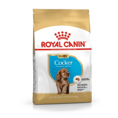 Cocker Puppy