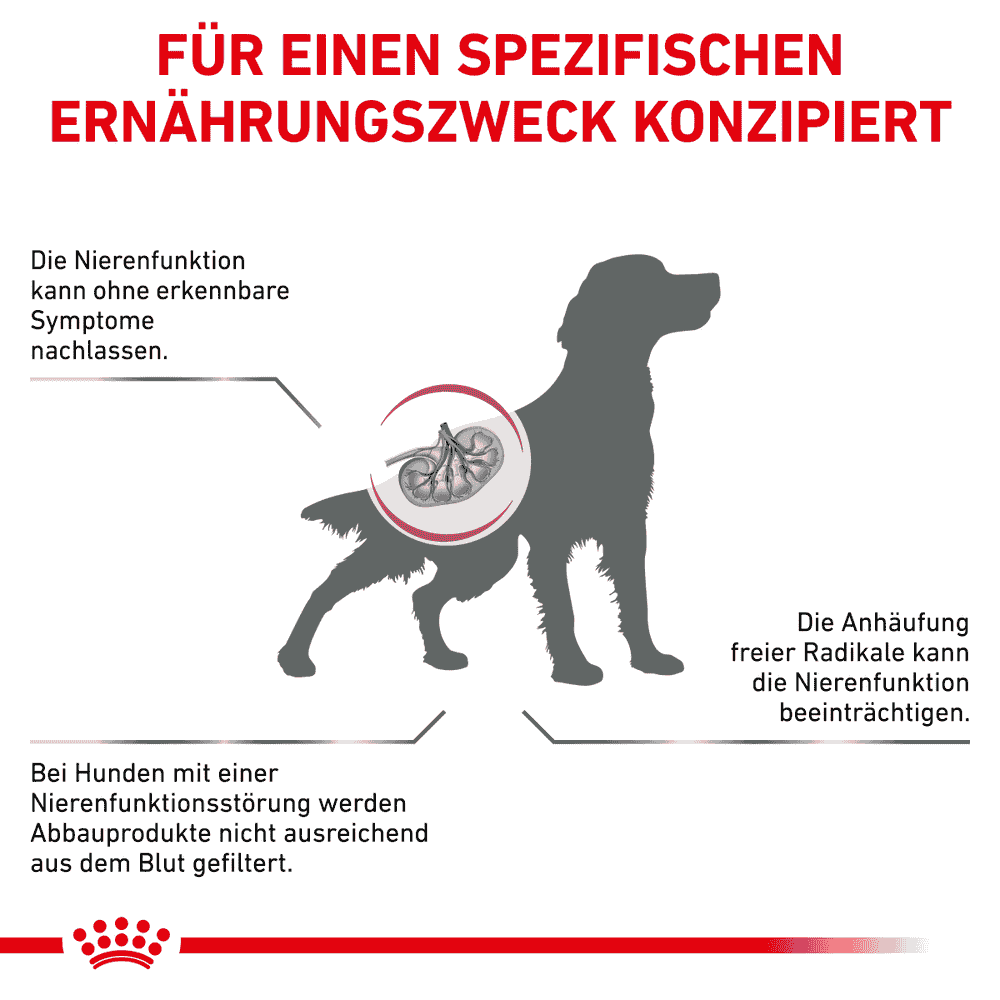 Early Renal Dog