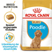 Caniche Puppy