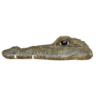 Schwimmender Krokodilkopf