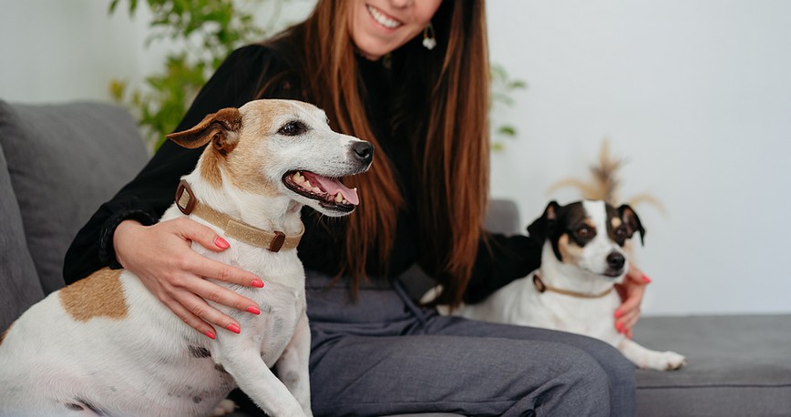 Zenidog Halsband