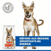 Canine Performance Adult