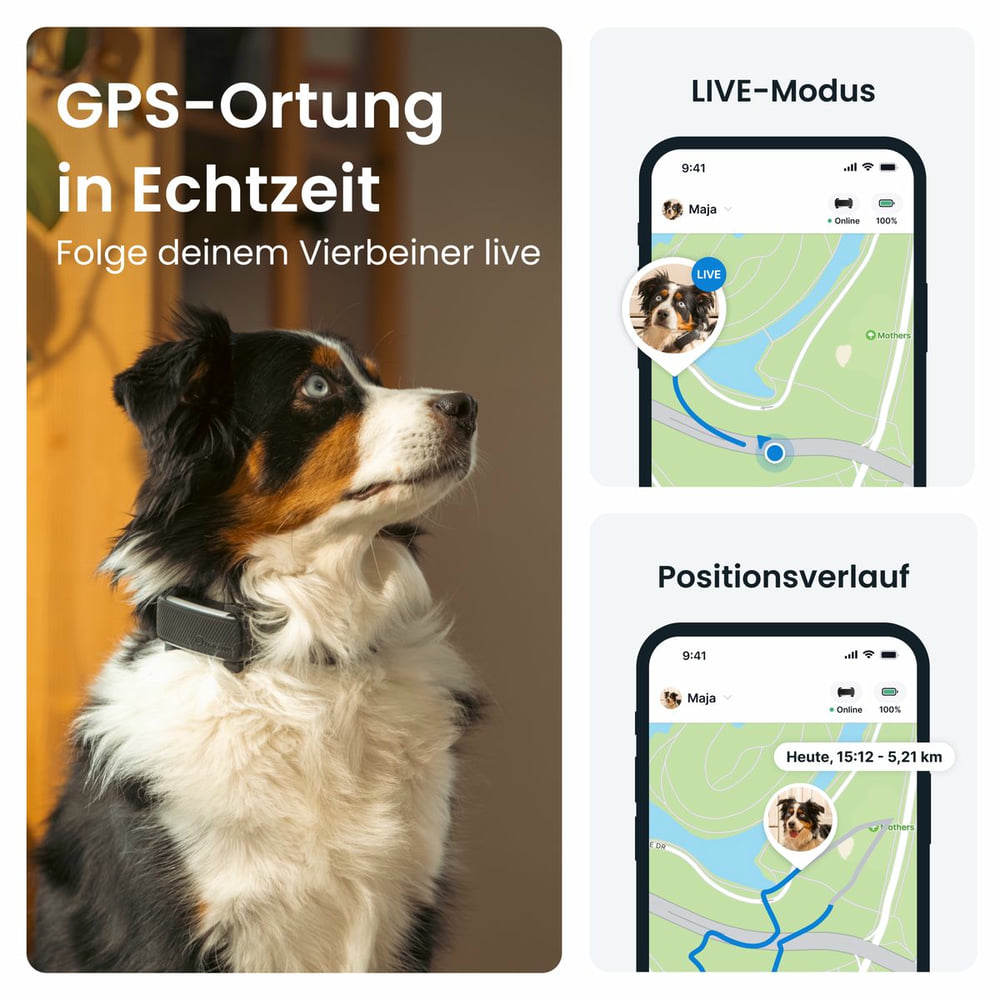 DOG 6 Tracker