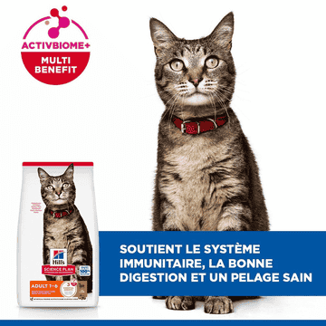 Feline Adult with Lamb