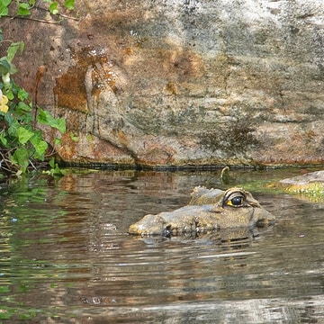 Tête de crocodile flottante