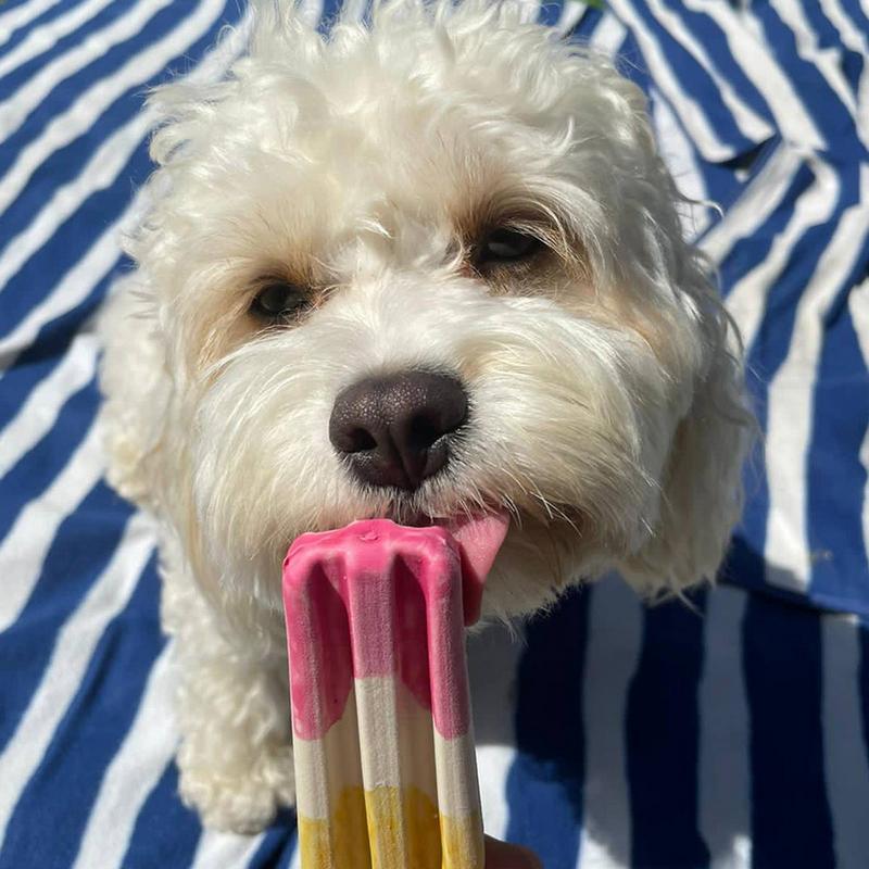 Rocket Lollies Hundeeis
