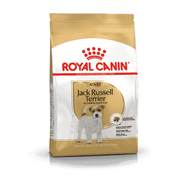 Jack Russel Terrier