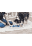 Dog Activity Chess
