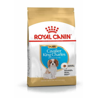 Cavalier King Charles Puppy